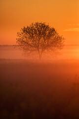 Single tree in rape field with beautiful and colorful sunrise in background