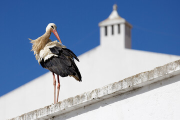 stork in the nest