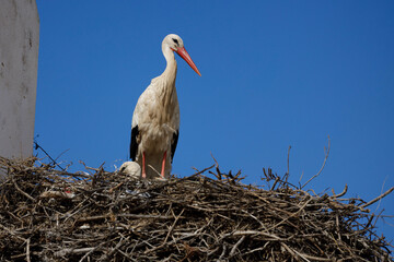 white stork in the nest