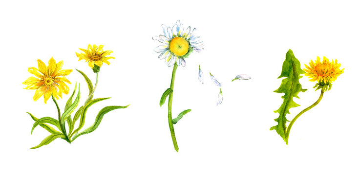The feral yellow flowers: daisy, camomile, dandelion