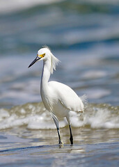 Snowy Egret in Surf