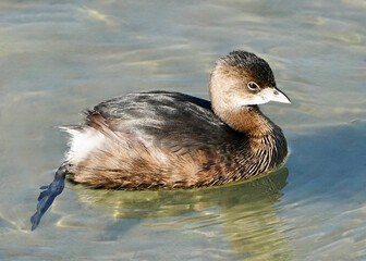 Pied-billed grebe swimming