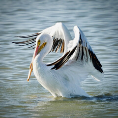 American White Pelican Spreading Wings