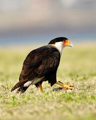 Crested Caracara, a large raptor on the ground eating fish