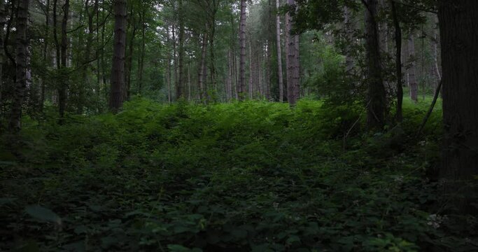 English woodland scene