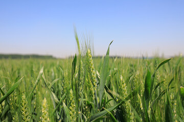 The wheat that thrives in the fields, North China