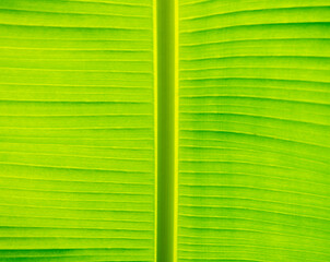 The structure of a large leaf of a southern plant. Palm leaf rays. Leaf background.
