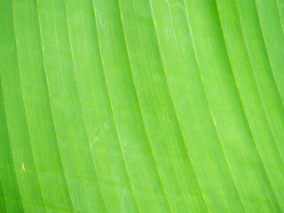 The structure of a large leaf of a southern plant. Palm leaf rays. Leaf background