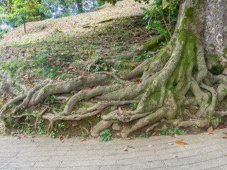 A huge old tree with intertwining roots. Powerful root system. Root pattern. part of a tree