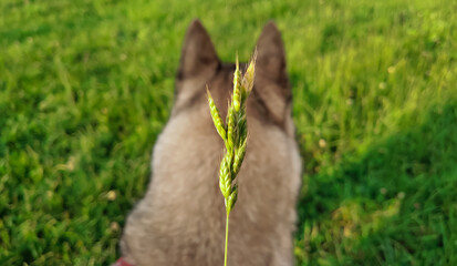 Spikelets of Hordeum murinum are dangerous for pets. Spikelet on the background of the coat of the dog Laika.