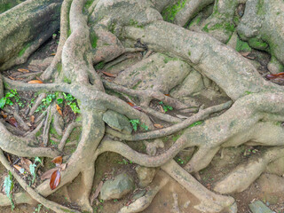 A huge old tree with intertwining roots. Powerful root system. Root pattern. Part of a tree.