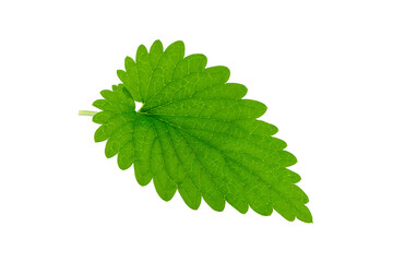 Fresh melissa leaf isolated on white background. Green melissa herb - obrazy, fototapety, plakaty