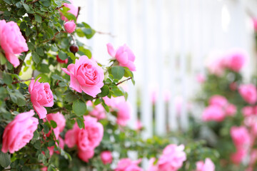 Blooming roses in the park, North China