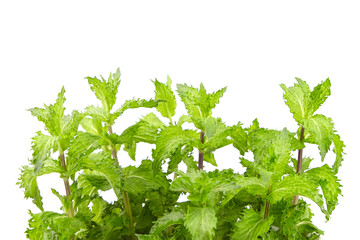 Curly mint leaves isolated on white background. Fresh green mint