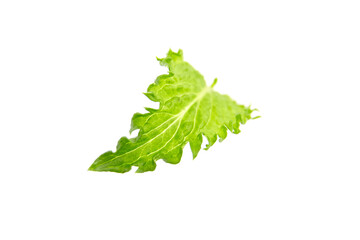 Fresh mint leaf isolated on white background. Green curly mint