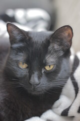 Black cat with yellow eyes laying on top of a blanket on a couch