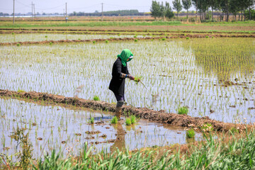 Obraz premium Farmers plant rice seedlings in paddy fields, North China