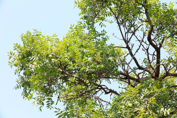 A 500 year old civilian fruit tree still bears fruit, North China