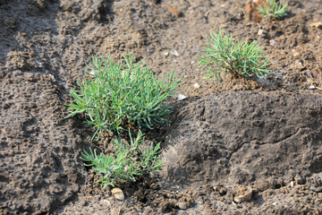 Wild Halophytes in natural environment, North China