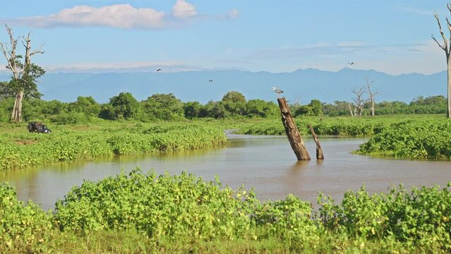 Water reserve filled with lush green foliage and wildlife with safari vehicle driving in Udawalave National Park in Sri Lanka