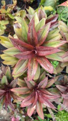 Fototapeta premium close up of plant