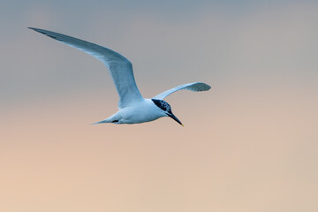 Sandwich tern (Thalasseus sandvicensis) flying