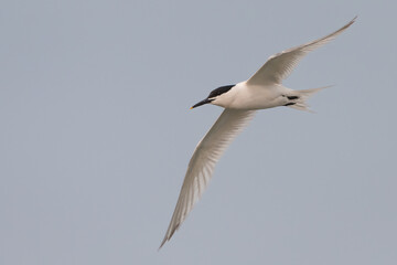 Sandwich tern (Thalasseus sandvicensis) flying