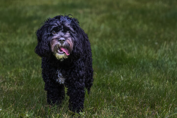 2022-06-29 SMALL CURLY BLACK DOG WITH A WHITE PATCH ON ITS CHIN AND CHEST MOUTH OPEN AND NICE EYES IN STANWOOD WASHINGTON
