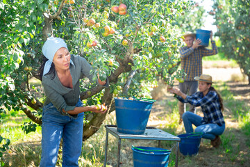 Focused asian female gathering harvest of ripe pears at orchard on sunny day