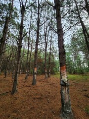 floresta de árvores de pinus sendo resinadas