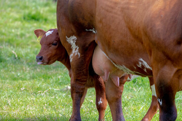 Selective focus of young female orange brown Dutch cow and baby on green grass meadow, A calf...