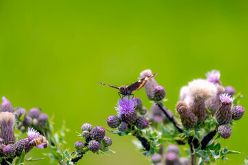 Selective focus of butterfly on Creeping thistle (Cirsium arvense) flower with green leaves as background, The small tortoiseshell is a colourful Eurasian butterfly in the family Nymphalidae.