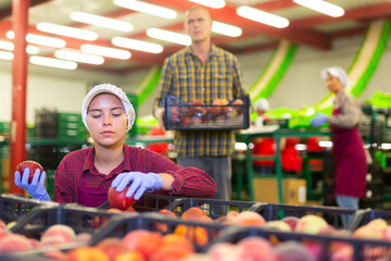 Portrait of positive woman with peaches in her hands next to the fruit sorting line