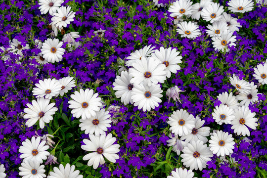 Selective focus of white flower in between dark blue lobelia erinus in garden, Dimorphotheca pluvialis, Common names African daisy or Cape marigold is a flowering plant of daisy, Natural background.