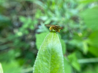 Fruit fly