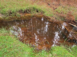 água cristalina na floresta