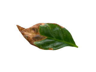 Fototapeta premium Glossy dark green coffee tree leaf with dried edge, isolated. Improper care