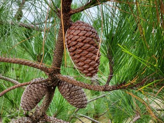 pinha de pinus para natal