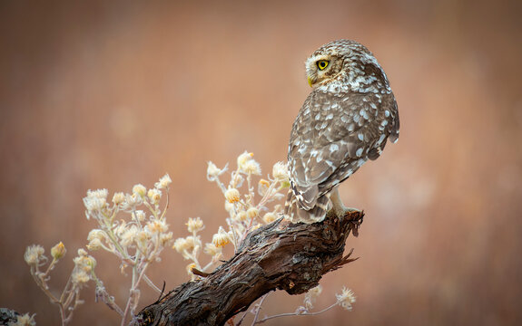 little owl on a log with a warm background