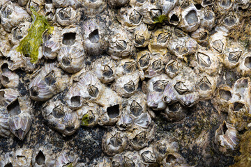 Barnacles on a rock in the Florida Everglades