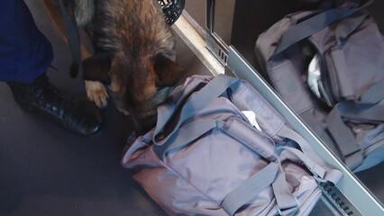 A service dog sniffs a bag during a train inspection. cynological service of the railway police
