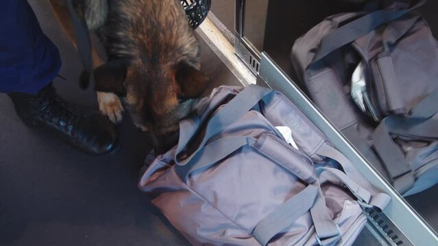 A service dog sniffs a bag during a train inspection. cynological service of the railway police