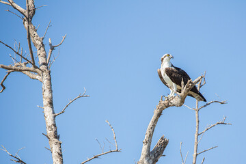 Osprey perched high on a cypress tree