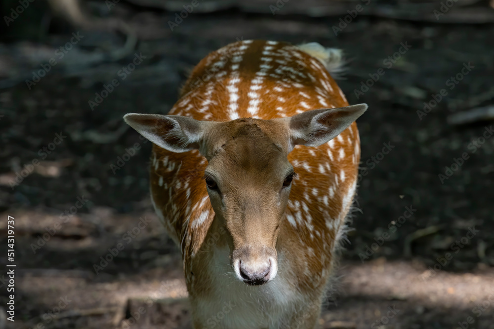 Wall mural The fallow deer (Dama dama) . Female fallow deer in the park