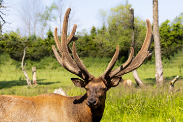 Naklejka na ściany i meble The elk (Cervus canadensis), also known as the wapiti, a large elk - wapiti with huge antlers in velvet