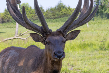 The elk (Cervus canadensis), also known as the wapiti, a large elk - wapiti with huge antlers in velvet