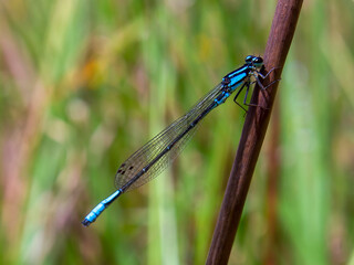 Macro photography of a blue-tailed damselfly sitting on a straw, captured in a forest near the town of Arcabuco in central Colombia.