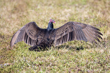 Turkey Vulture spreading wings in Florida
