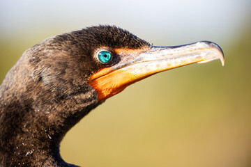Cormorant up close head in the Everglades