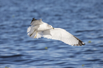 Seagull taking flight over a body of water